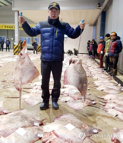 전남 흑산 홍어