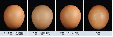 계란 외관 판정