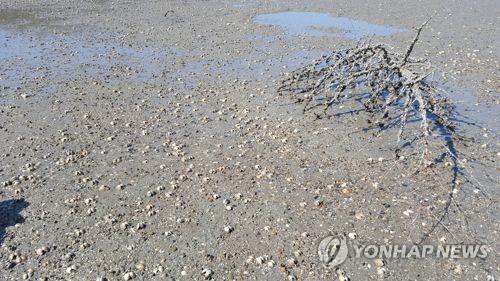 폐사한 바지락