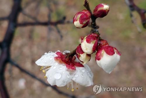 설중매 보기 힘든 특이한 겨울