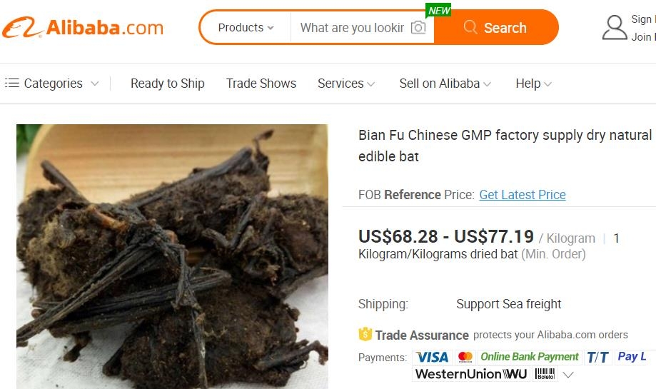 중국 알리바바닷컴에서 판매되는 식용 박쥐