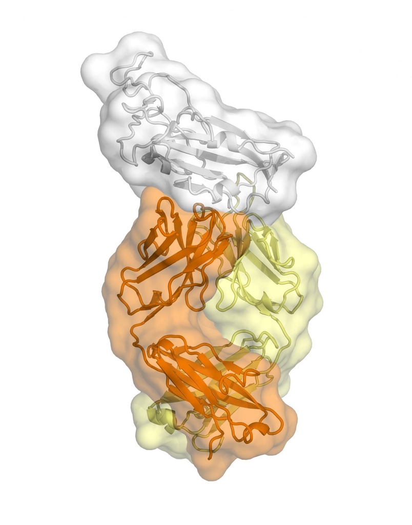 신종 코로나바이러스의 수용체 도메인에 결합한
CR3022 항체 그래픽.