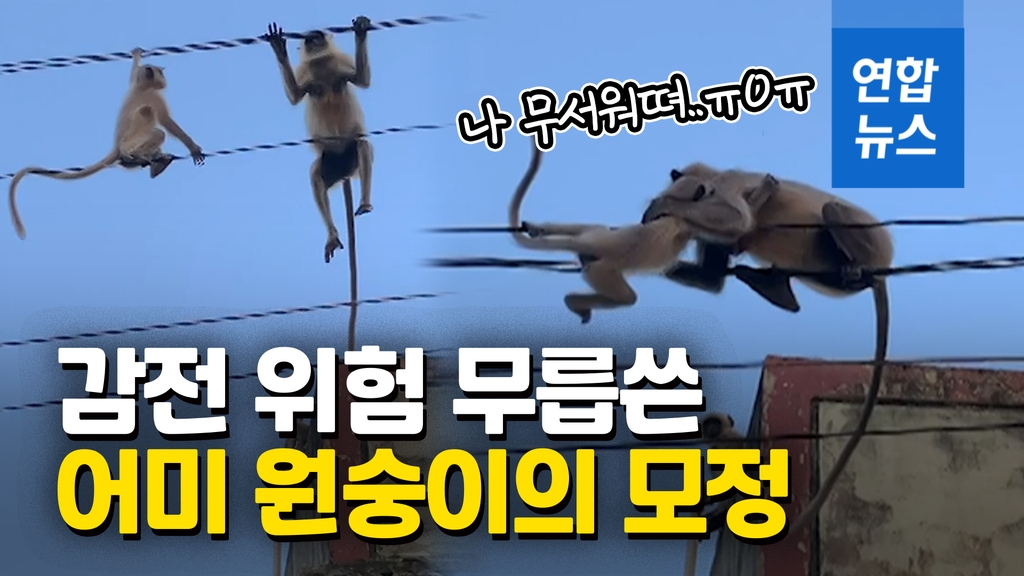 [영상] 전깃줄에 고립된 새끼 위해 몸 던진 어미 원숭이 '모정' - 2