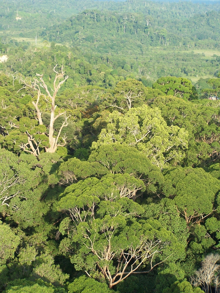 말레이시아 보르네오섬 열대우림