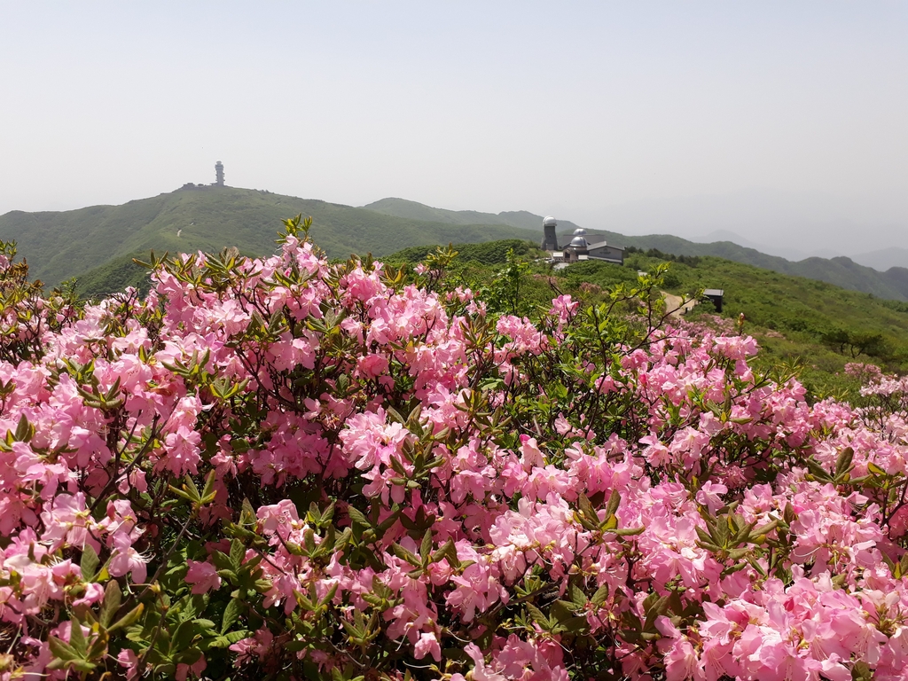 연분홍 철쭉 활짝 핀 소백산 능선