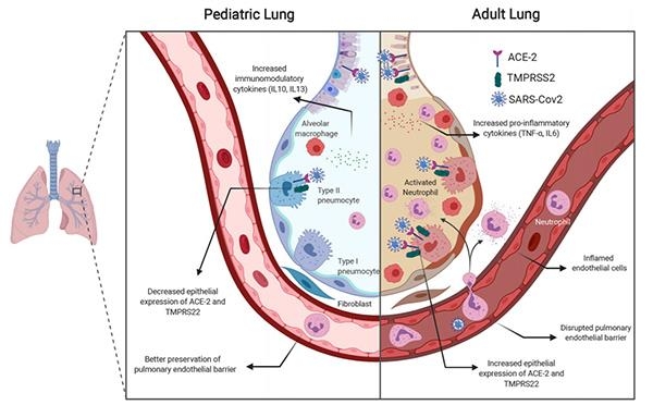 어린이의 폐(왼쪽)과 성인의 폐 비교 