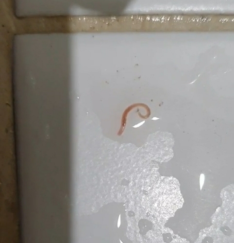 서울 중구 아파트 욕실에서 발견된 '유충'