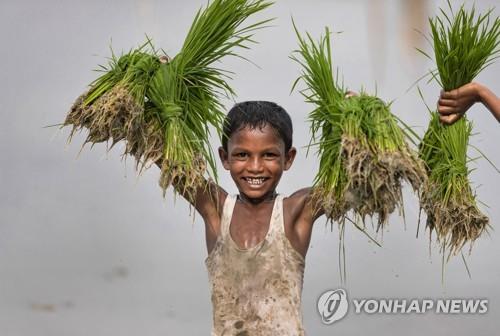 인도 프라야그라지에서 농사일을 돕는 어린이. [AP=연합뉴스]