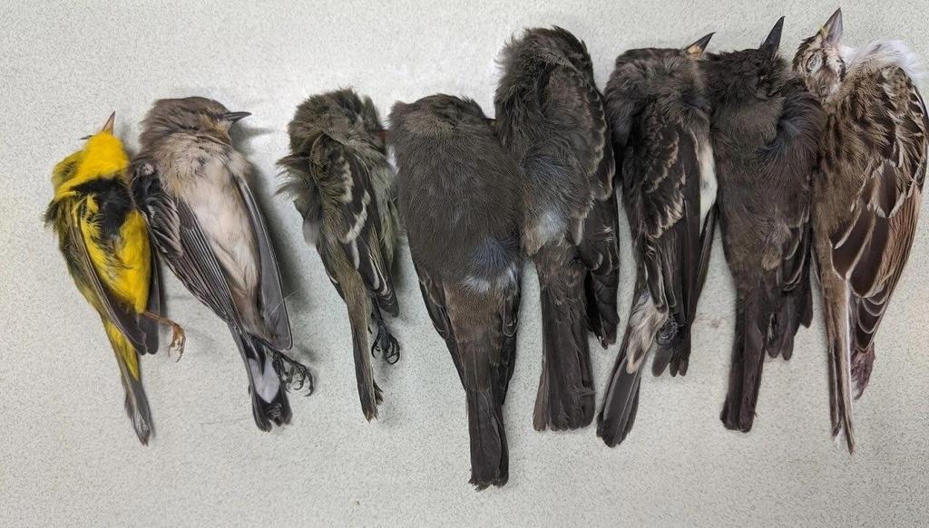 뉴멕시코주에서 발견된 죽은 철새들. [마사 데즈먼드 뉴멕시코주립대 교수 제공. 재판매 및 DB 금지]