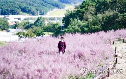 남원 신생마을의 핑크뮬리