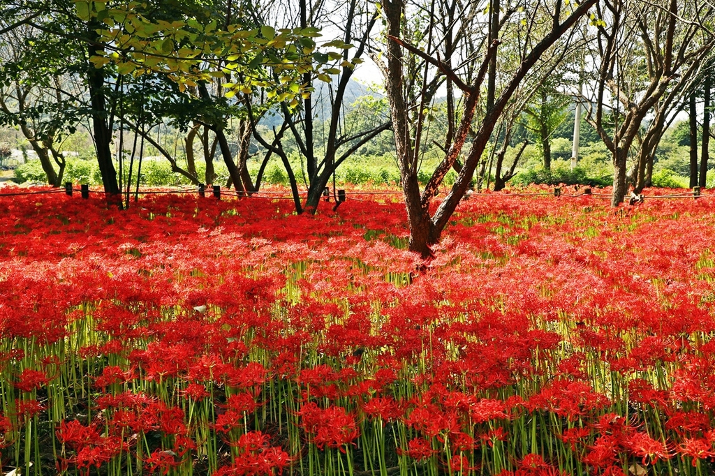 내장산수목원 붉게 수놓은 '꽃무릇'