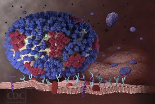 기도(氣道) 세포의 수용체와 결합한 인플루엔자 바이러스