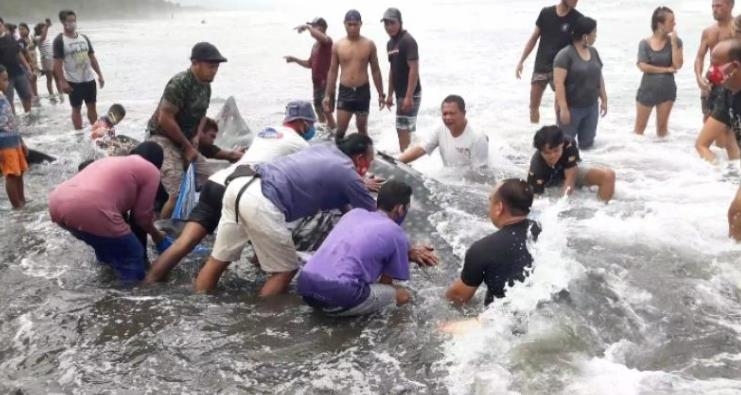 발리 주민들이 고래상어를 바다로 돌려보내려 노력하는 모습