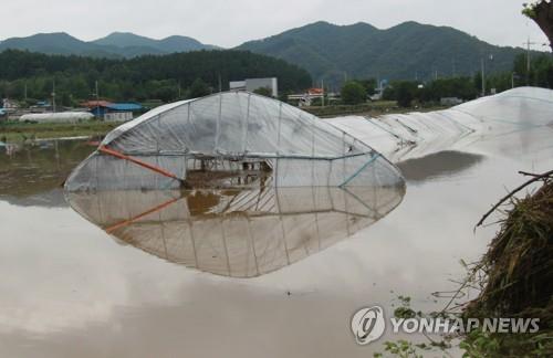 폭우로 잠긴 비닐하우스