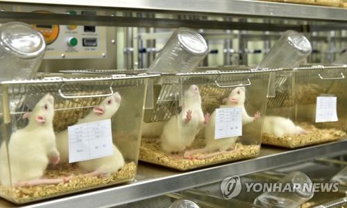 실험동물 '흰 쥐'