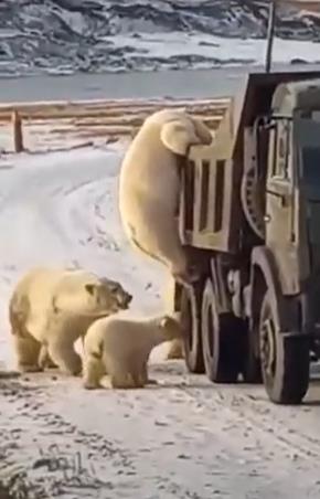 트럭 인근에 몰려든 북극곰 무리의 모습.
