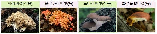 식용버섯과 비슷한 모양의 독버섯 예시