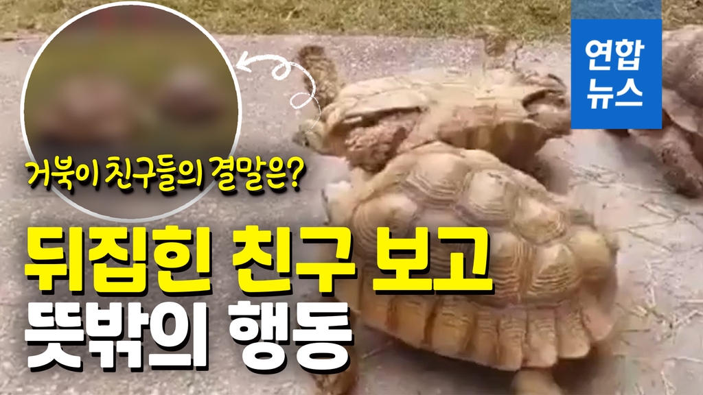 [영상] 뒤집힌 친구 구하려는 거북의 우정…이들의 결말은? - 2