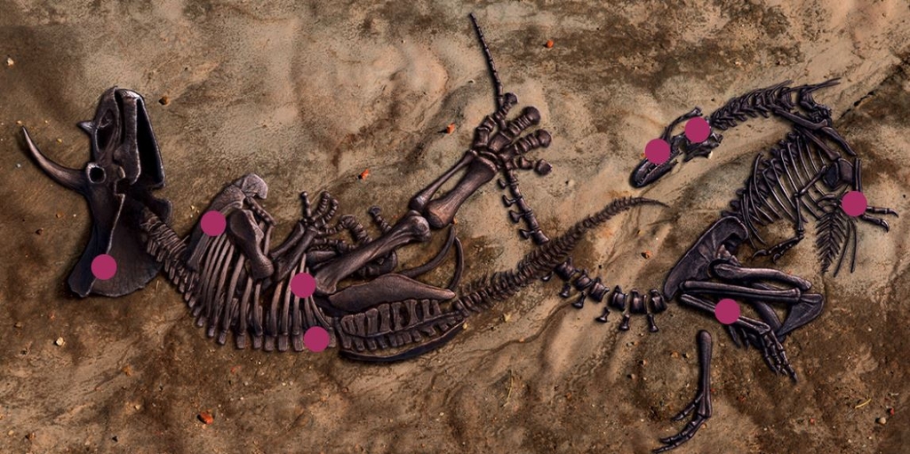 트리케라톱스 호리두스와 티라노사우루스 렉스 화석