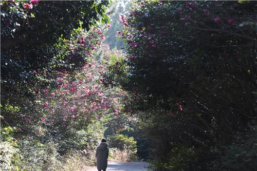 애기동백 나무가 터널을 이룬 경흥농원 내 오솔길 [사진/전수영 기자]