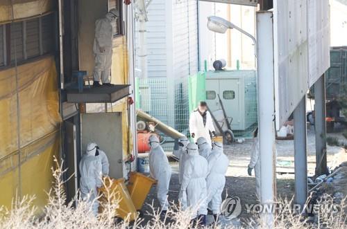 살처분 진행 중인 AI 항원 검출 산란계 농장
