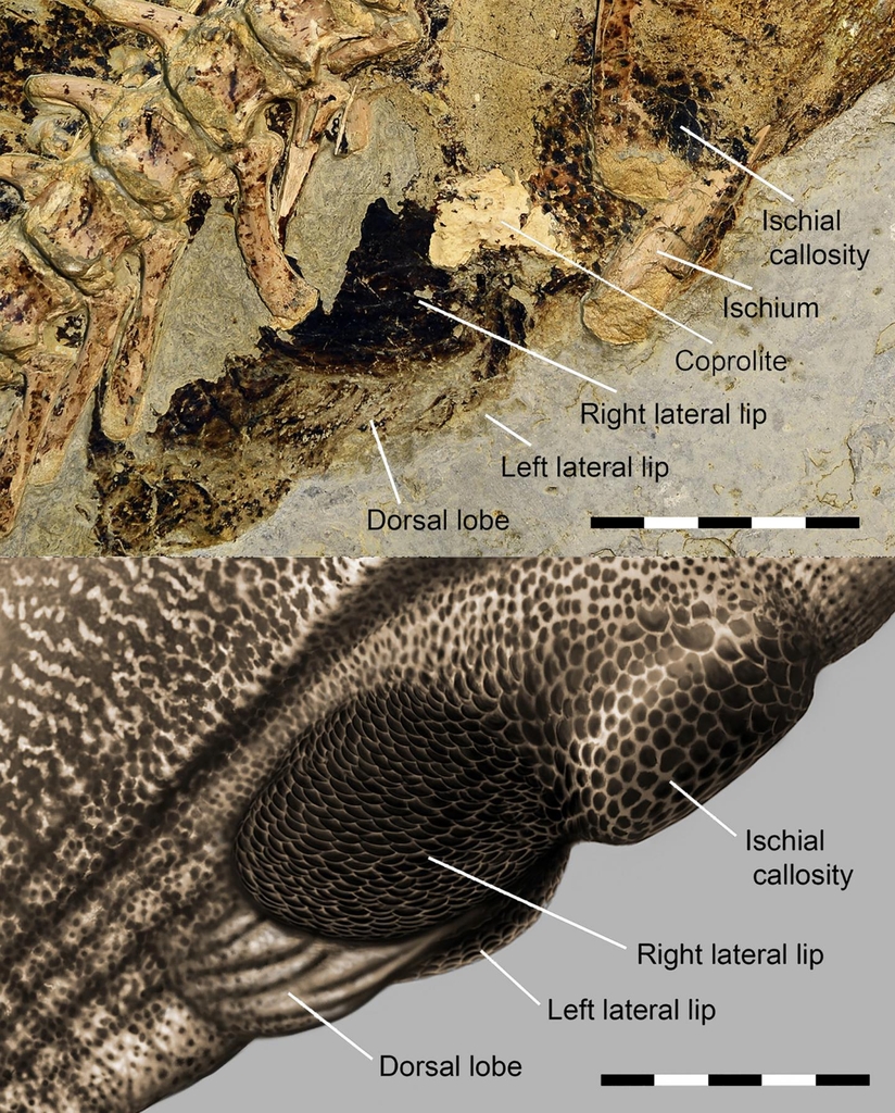 공룡화석의 배설강 부위와 복원된 배설강 