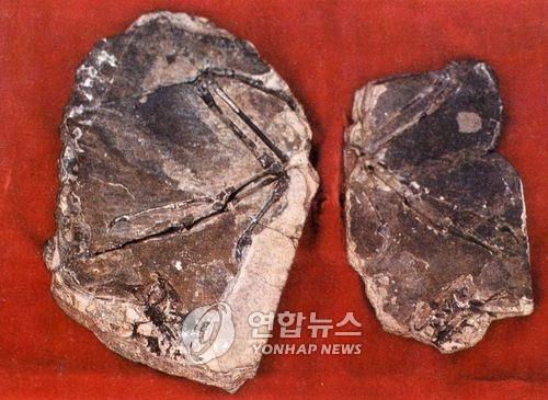 북한이 1989년 신의주에서 발굴한 '조선시조새' 화석 [연합뉴스 자료사진]