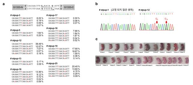 미토콘드리아 DNA 교정 생쥐 제작 실험