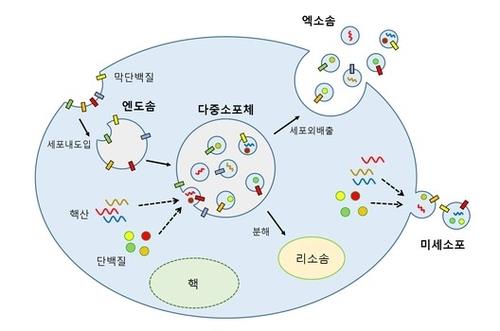 엑소좀의 생성 과정