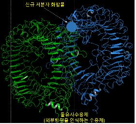 가짜 바이러스 RNA와 세포 수용체 간 상호작용