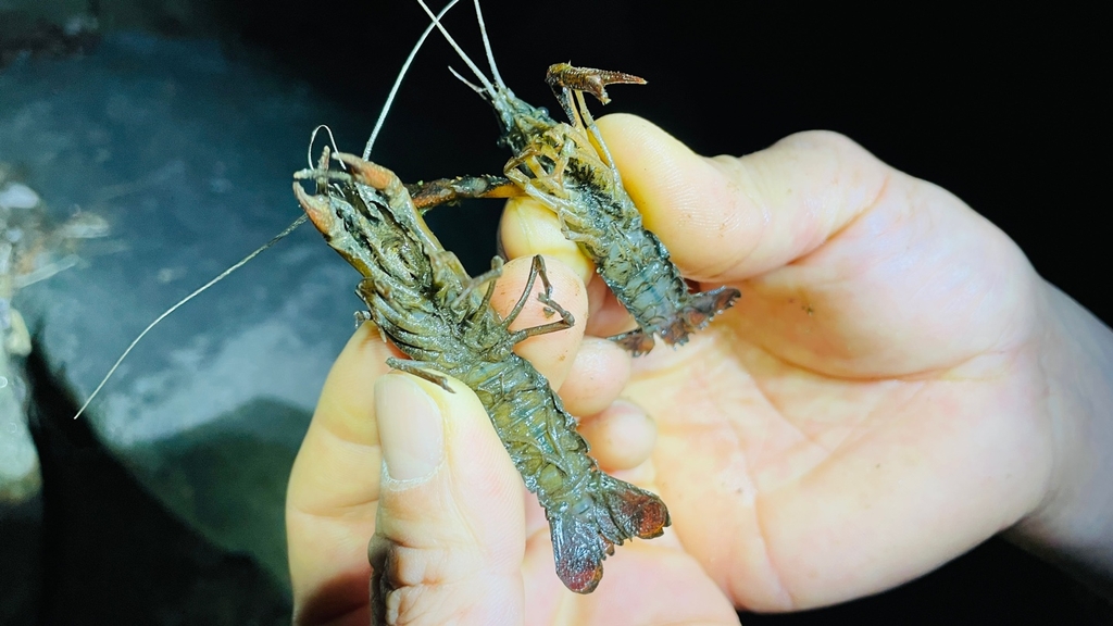 청주 두꺼비생태공원 주변에서 발견된 미국가재