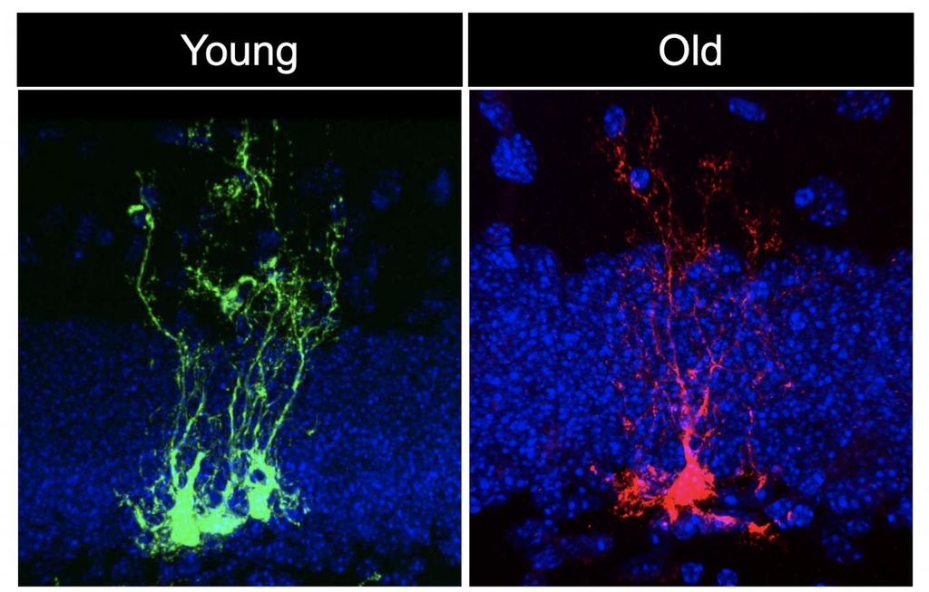 어린 생쥐(녹색)와 늙은 생쥐(적색)의 신경줄기세포