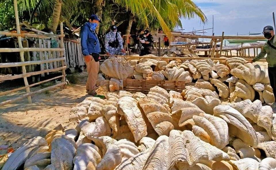팔라완섬에서 압수된 대왕조개