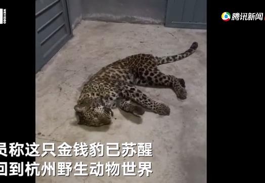 항저우 야생동물원 탈출했다가 포획된 표범