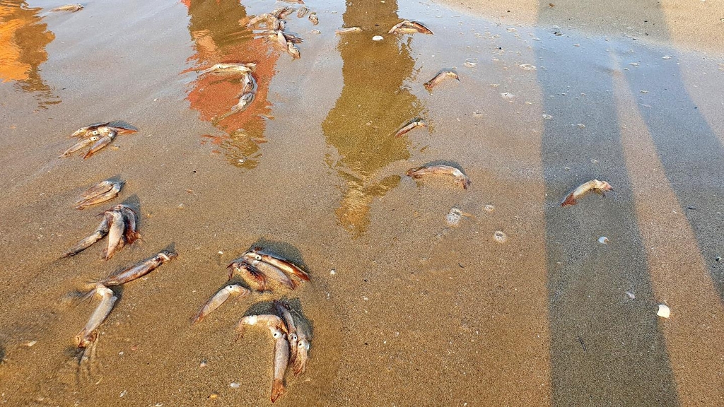 해변에 밀려 온 오징어