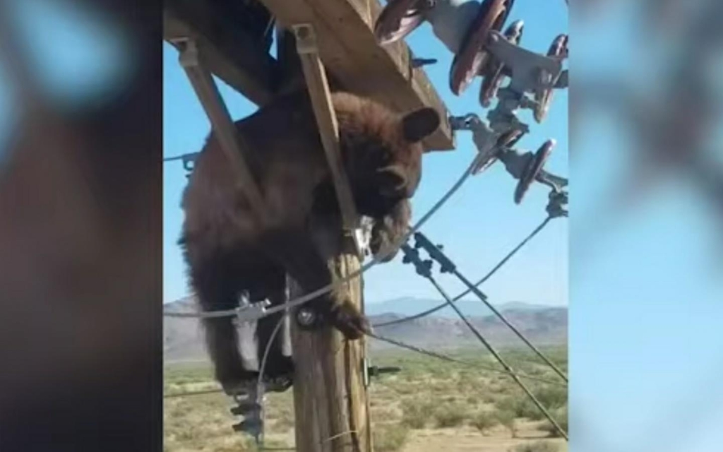 전봇대 위에 올라간 불곰.