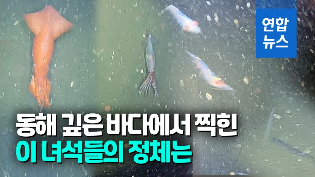 [영상] 동해 수심 1천m에서 카메라에 잡힌 심해오징어 - 2