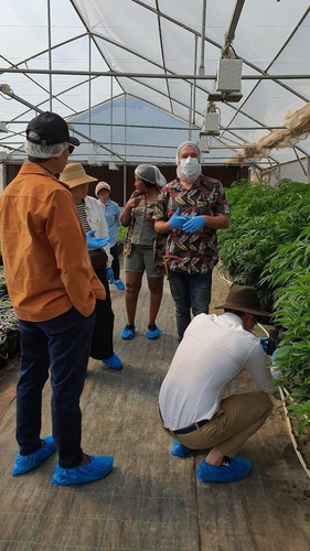대마초 재배지는 반도체 공장?