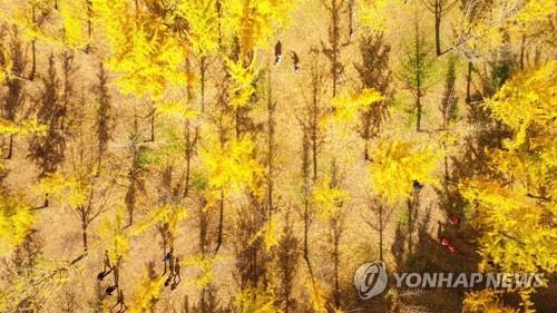가을 명소 홍천 은행나무숲 올해도 미개방