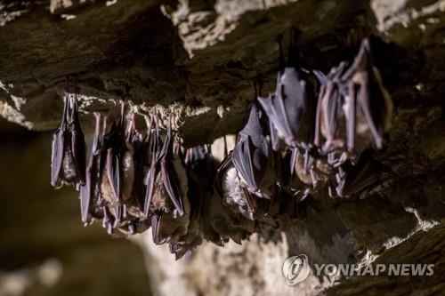 동굴 천장에 매달린 박쥐