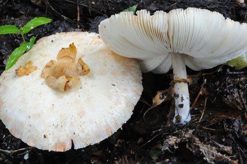 독버섯의 일종인 흰갈대버섯(기사와 직접 관련 없음)