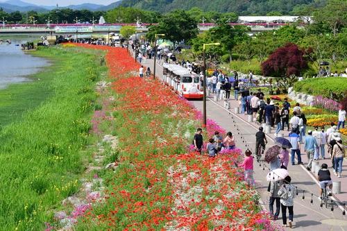장성 황룡강 홍(洪)길동무 꽃길축제
