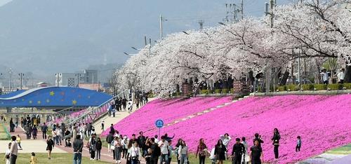 봄기운 만끽하세요…3월말 전북 곳곳 벚꽃축제