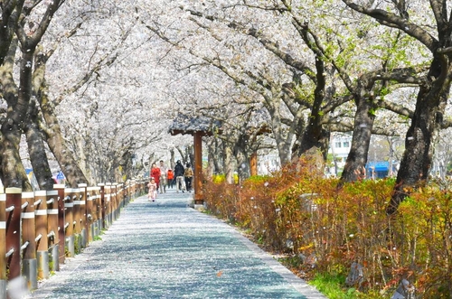 연분홍 벚꽃 물결속으로…순창 경천변서 28일부터 벚꽃축제