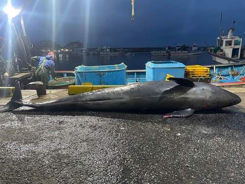 '해양보호생물' 흑범고래, 강원 양양 해상서 숨진 채 발견