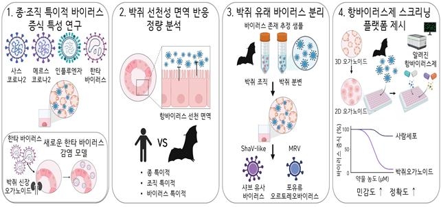 박쥐 오가노이드를 활용한 주요 연구 결과