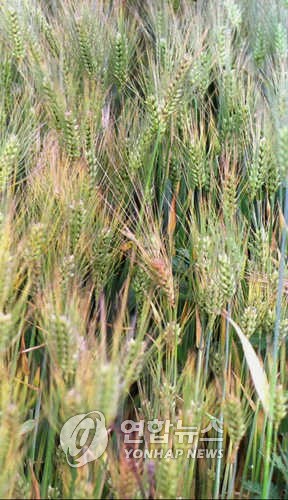 [K-VIBE] 최만순의 약이 되는 K-푸드…보리 한 알에 담긴 생존의 연대기