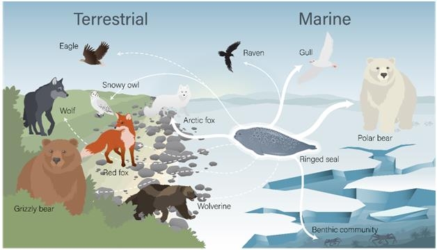 북극곰이 남긴 사체를 먹는 확인된 청소동물과 잠재적 청소동물