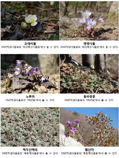 국립수목원 DMZ자생식물원, '봄꽃의 북상을 볼 수 있어' - 1