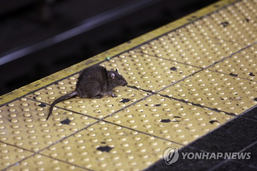 뉴욕 타임스스퀘어 지하철 승강장에 있는 쥐